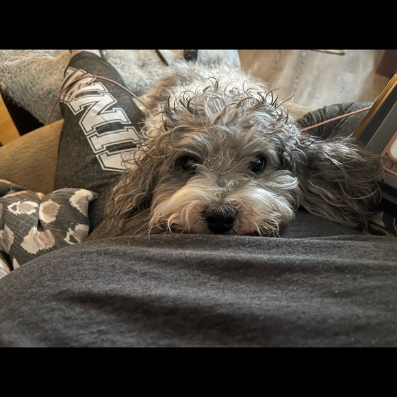 Meet your Posher, Trish - Picture 2 of 2